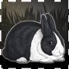 Icon avatar of a black Dutch rabbit.