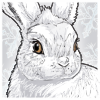 Icon avatar of a Snowshoe Hare.
