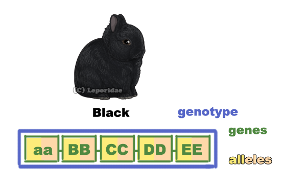 Diagram showing genotype, genes, and alleles.