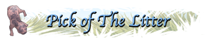Pick of the Litter Pick of the Litter banner