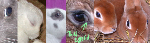 Photographs of rabbit eyes.