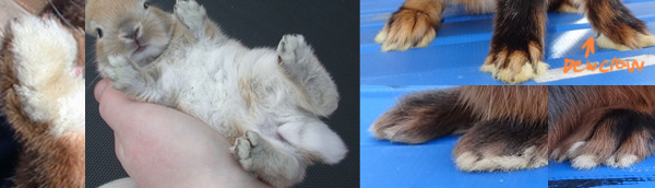 Photographs of rabbit feet.