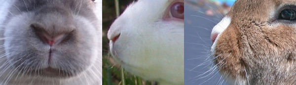 Photographs of real rabbit noses.