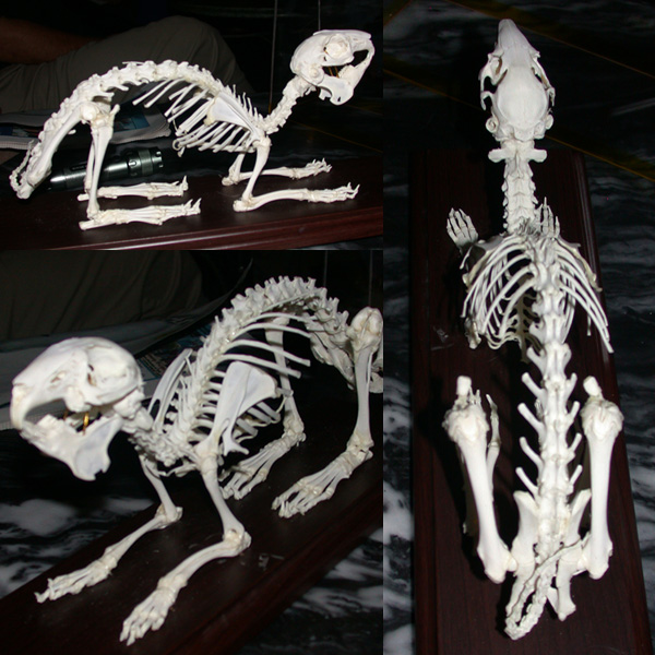Photographs of a rabbit skeleton.