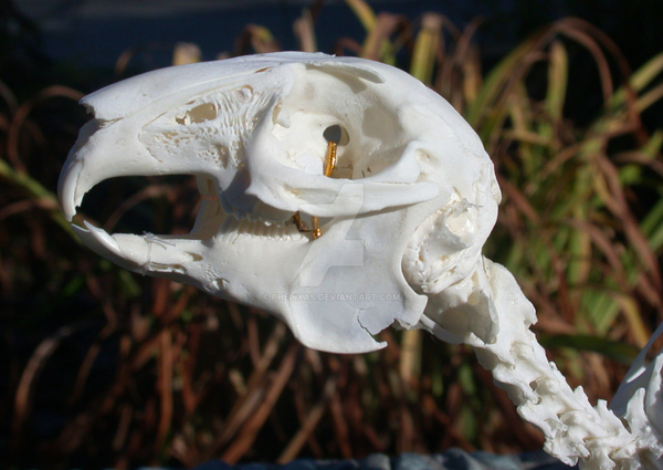 Photograph of a rabbit skull.