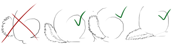 Drawings showing an improper cottonball tail versus proper deer-like tails.