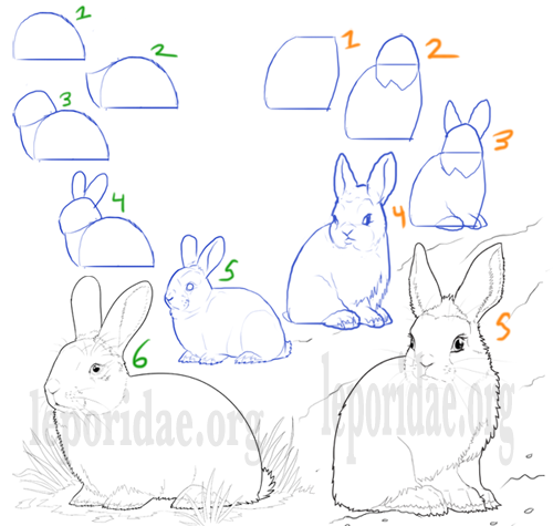 Drawings of basic rabbits.