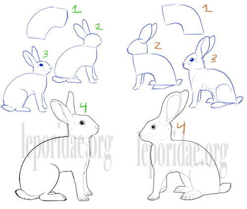 Drawings of full arch rabbits.