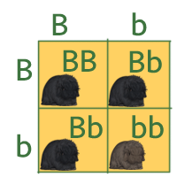 Punnet square showing B and b to be combined with B or b.